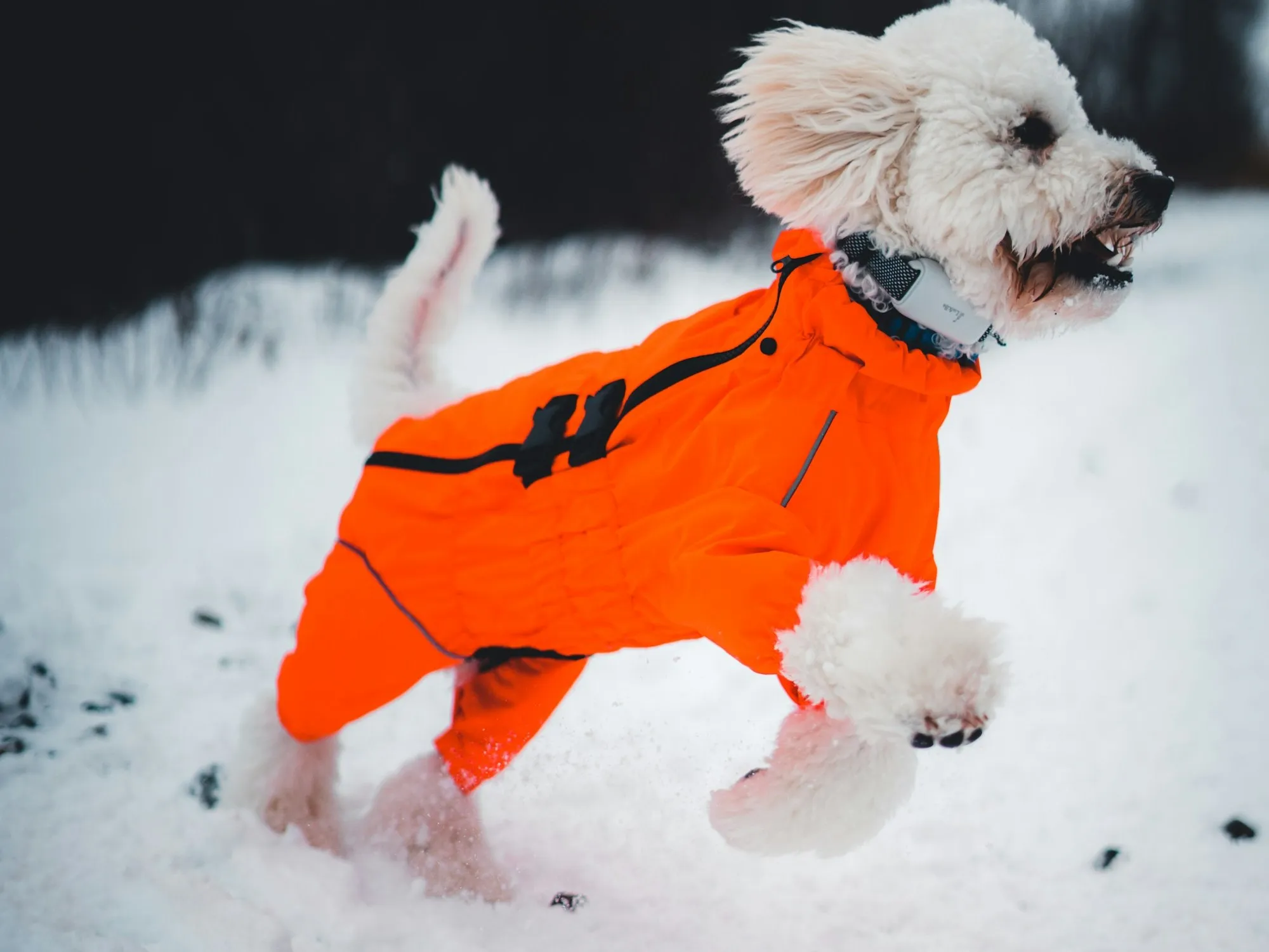A small white curly-coated dog in a bright orange padded winter coat bounding through snow, ears flying, bare trees behind.